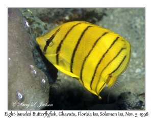 Eight-banded Butterflyfish