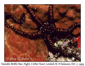 Variable Brittle Star at night