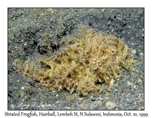 Striated Frogfish