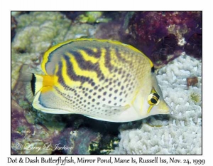 Dot & Dash Butterflyfish