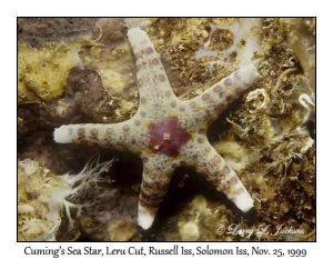 Cuming's Sea Star