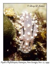 Pipek's Phyllidiopsis