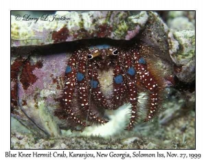 Blue Knee Hermit Crab
