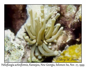 Mushroom Coral juvenile