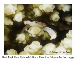 Black Mask Coral Crab