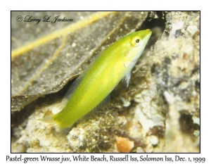 Pastel-green Wrasse juvenile phase