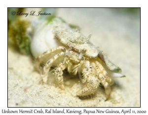 Unknown Hermit Crab
