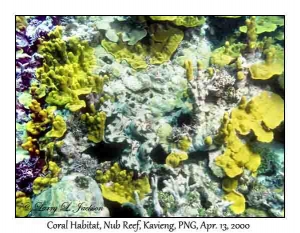 Coral Habitat
