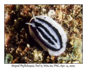 Striped Phyllidiopsis