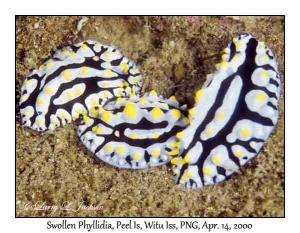 Swollen Phyllidia