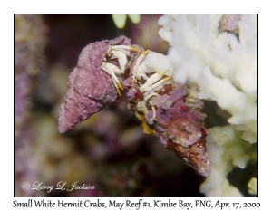 Small White Hermit Crabs