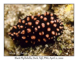 Black Phyllidiella