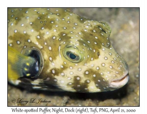 White-spotted Puffer @ night