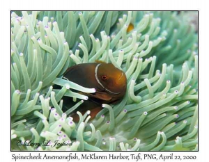 Spinecheek Anemonefish in Leathery Sea Anemone