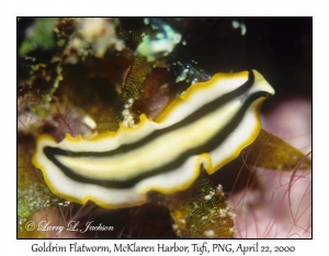 Goldrim Flatworm