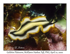 Goldrim Flatworm