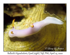 Bullock's Hypselodoris