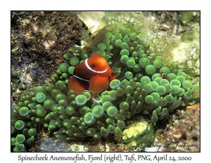 Spinecheek Anemonefish female in Bubble-tip Sea Anemone