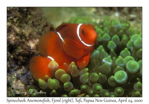 Spinecheek Anemonefish in Bubble-tip Sea Anemone