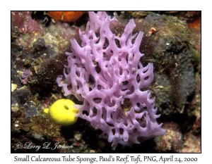 Small Calcareous Tube Sponge