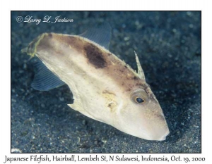 Japanese Filefish
