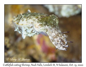 Cuttlefish eating Shrimp