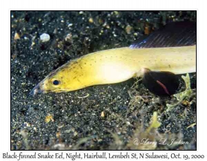 Black-finned Snake Eel @ night