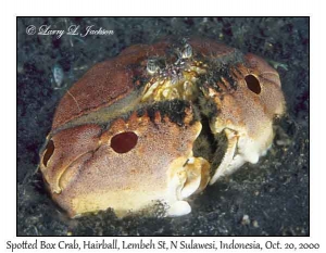 Spotted Box Crab