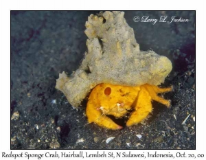 Redspot Sponge Crab