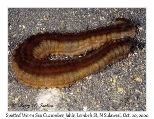 Spotted Worm Sea Cucmber