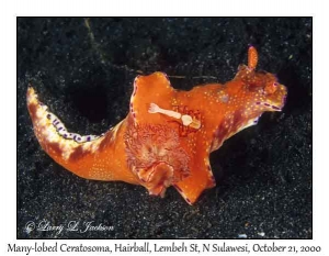 Many-lobed Ceratosoma & Emperor Shrimp