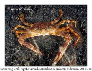 Swimming Crab @ night