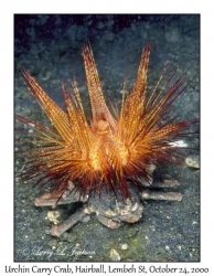 Urchin Carry Crab & Radiant Sea Urchin