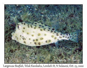 Largenose Boxfish