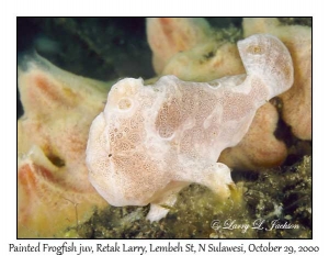 Painted Frogfish juvenile