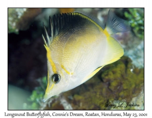 Longsnout Butterflyfish