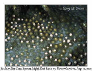Boulder Star Coral Spawn @ night