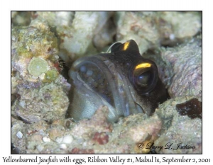 Yellowbarred Jawfish with eggs