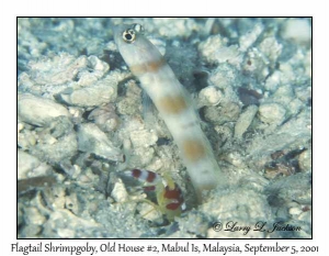 Flagtail Shrimpgoby & Randall's Snapping Shrimp