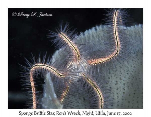 Sponge Brittle Star