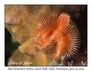 Star Horseshoe Worm