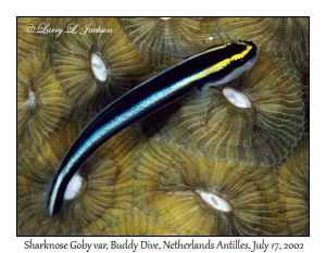 Sharknose Goby variation