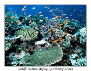 Scalefin Anthias on Maytag Reef