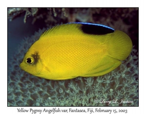 Yellow Pygmy Angelfish variation