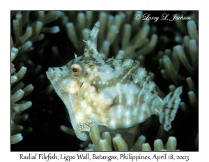 Radial Filefish