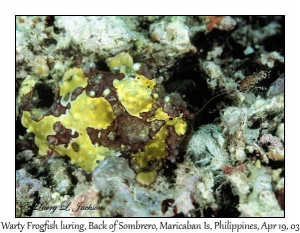 Warty Frogfish luring