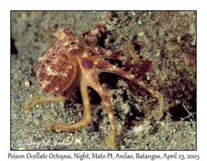 Poison Ocellate Octopus @ night