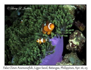 False Clown Anemonefish in Magnificent Sea Anemone