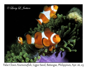 False Clown Anemonefish in Magnificent Sea Anemone