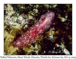 Netted Flatworm